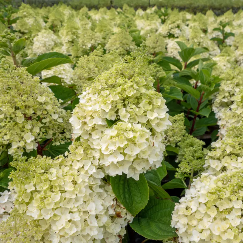 Hydrangea paniculata Little Hottie ®, Vipphortensia Premium