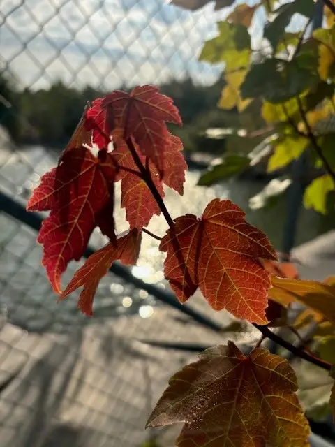Acer rubrum Summer Red, Rödlönn Endast denna vecka