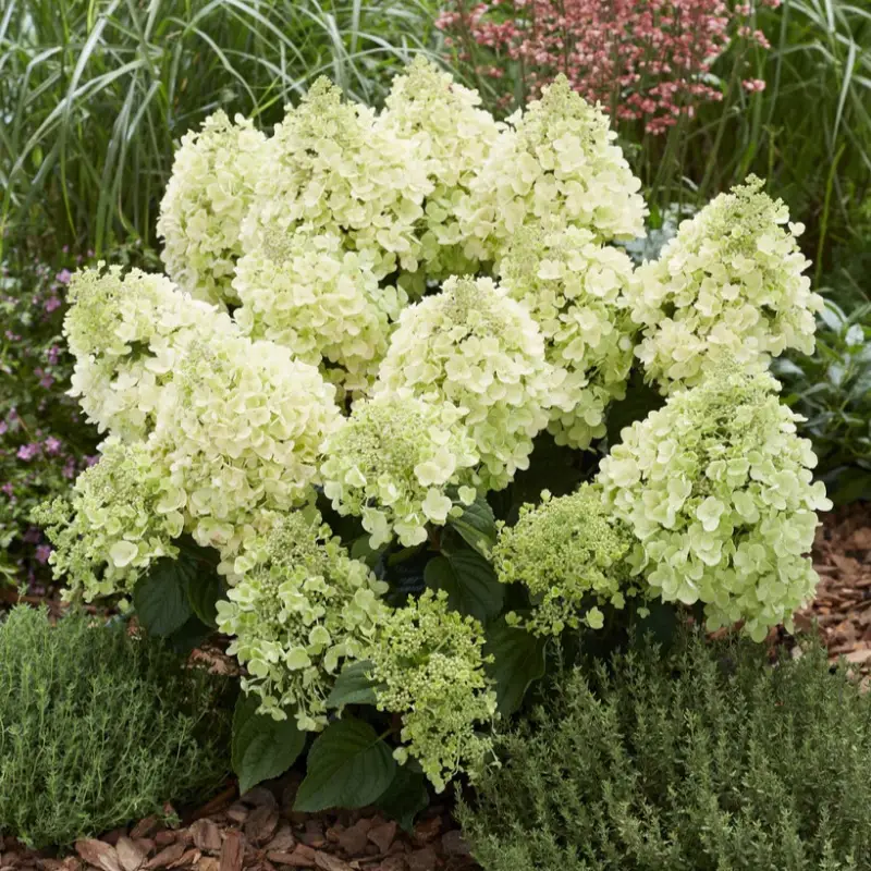 Handla nu Hydrangea paniculata Bee Happy ®, Vipphortensia