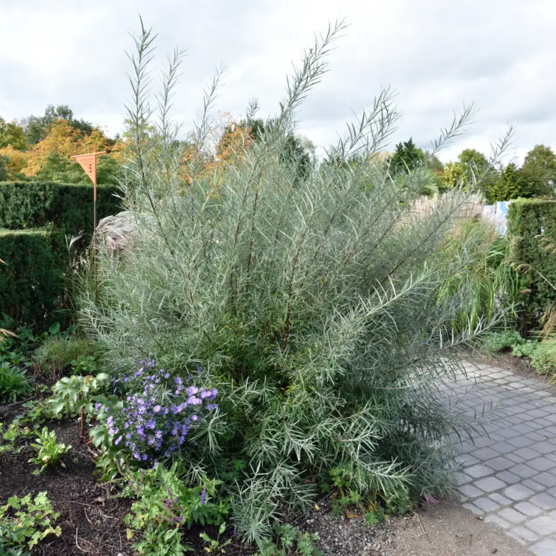 Salix rosmarinifolia, Rosmarinvide risnedsättning