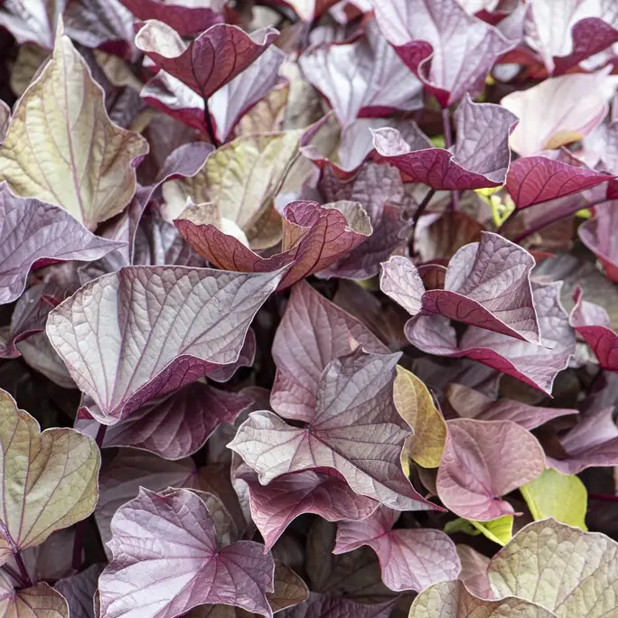 Billig Ipomoea batatas SolarPower™ Red Heart, Sötpotatis / Batat