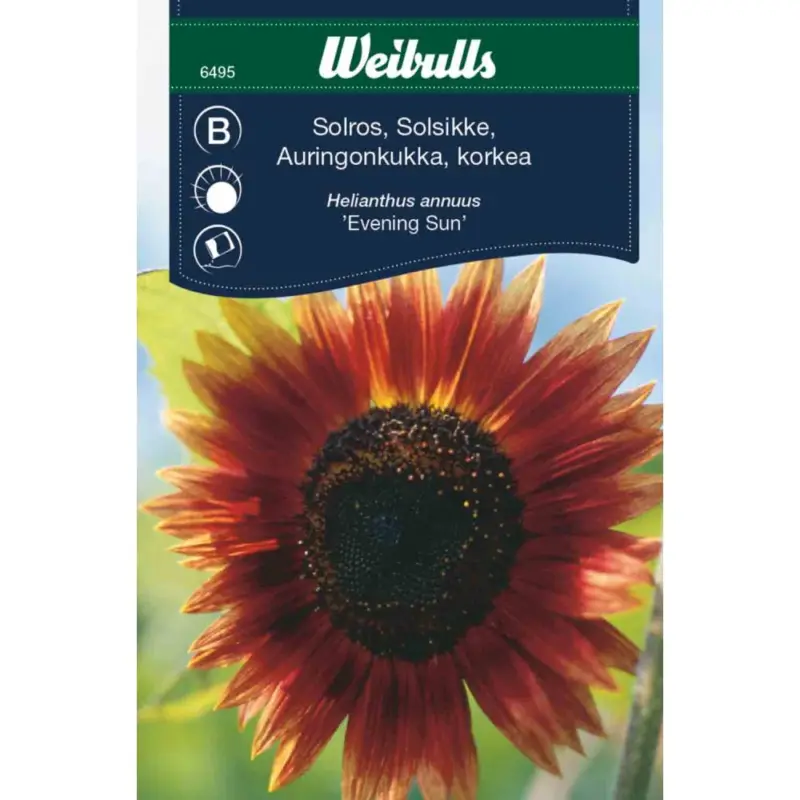 Snabb frakt Weibulls Solros, hög 'Evening Sun'