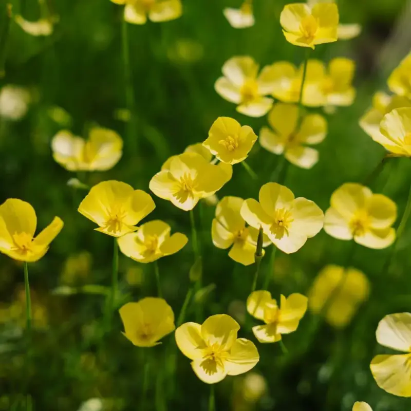 Populär Vallmofrön'Foothill'