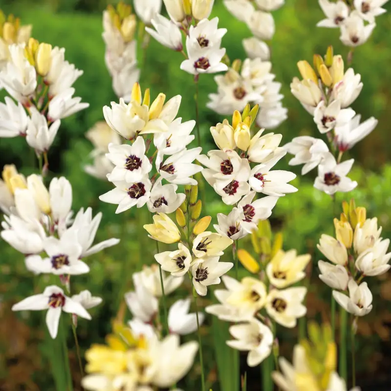 Nyhet Majslilja, Ixia'Giant'