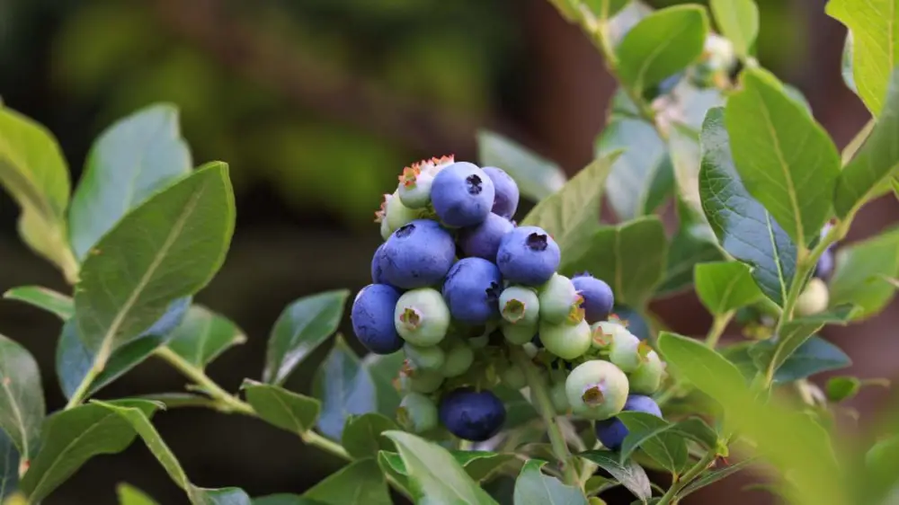 Expressleverans Hybridblåbär ’Northblue’, 10-pack