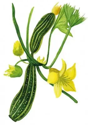 Handla nu Sommarsquash ’Cocozelle’, Frö
