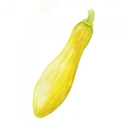 risnedsättning Sommarsquash ’Yellow Straightneck’, Frö