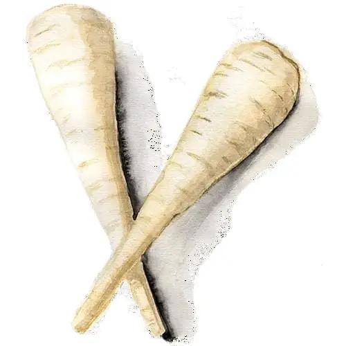 Köp nu Palsternacka ’White Gem’, Frö