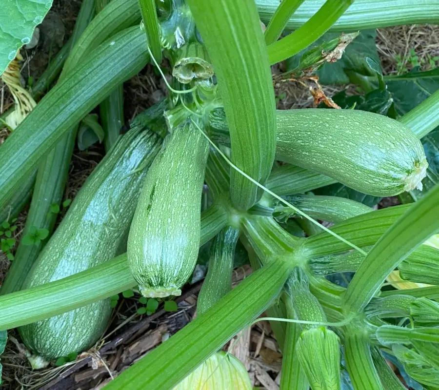 Sommarsquash ’Ortolana di Faenza’, ekofrö I lager