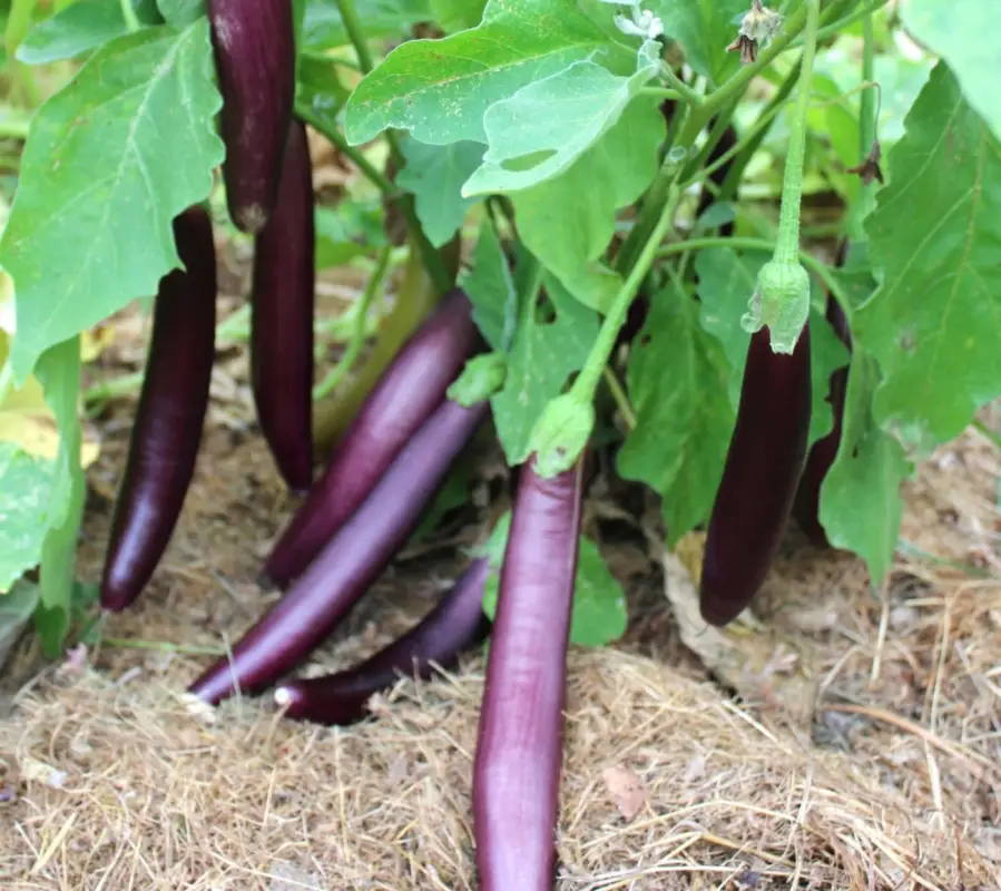 Begränsat erbjudande Äggplanta ’Wenta’, ekofrö