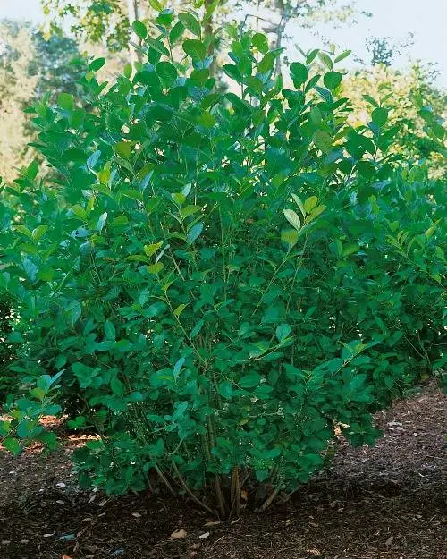 Slånaronia ’Elata’, 60-100 cm, Goliat Snabb leverans
