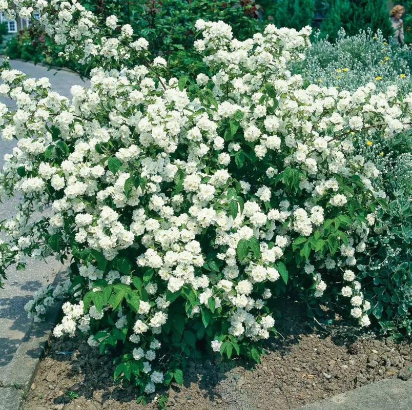 Doftschersmin, 80-100 cm, Goliat Billigare