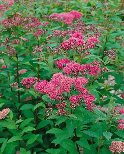 Praktspirea ’Sapho’, 10-20 cm Billig
