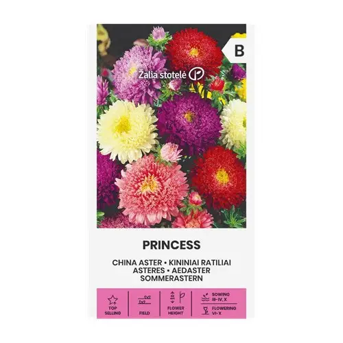 Aster, Sommar Princess Blandade färger Fri frakt