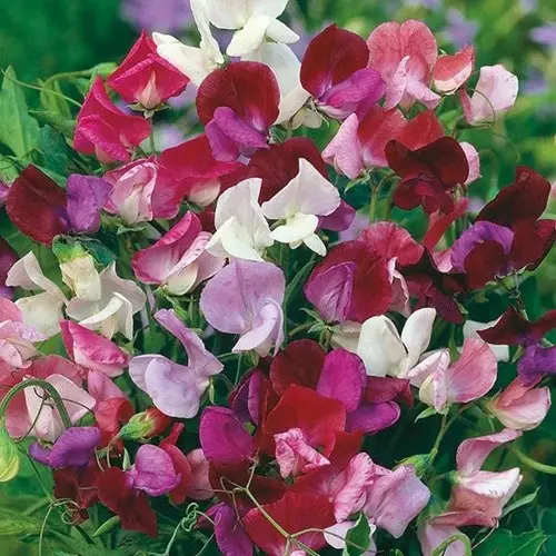 Lågt pris Luktärt, Old Spice mixed (grandiflora)