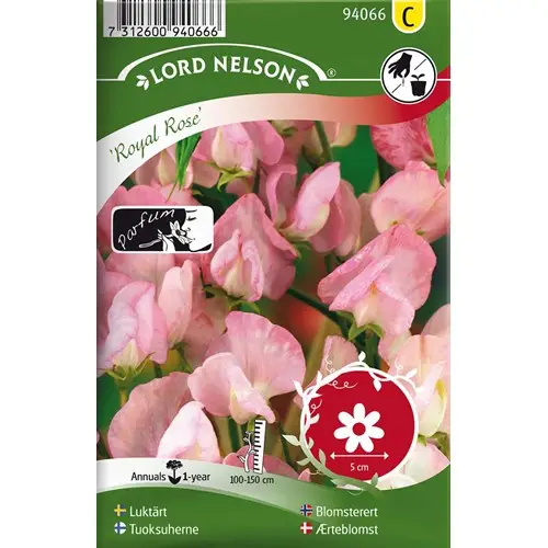 Luktärt, Royal Rose, rosa Lågt pris
