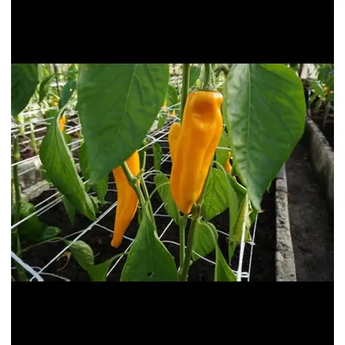 Beställ nu Paprika, Astor