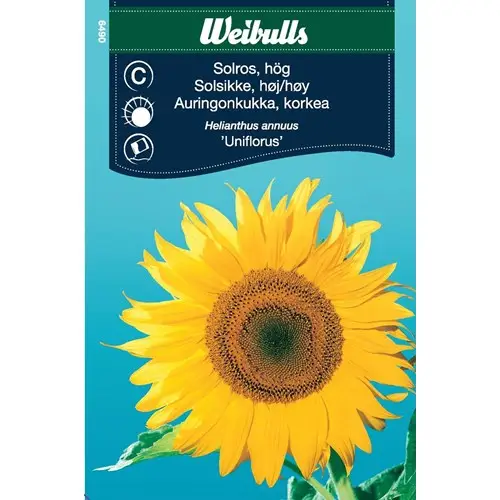 Begränsad tid Solros, Uniflorus