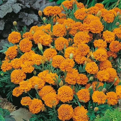 Tagetes, Orange boy Populärt val