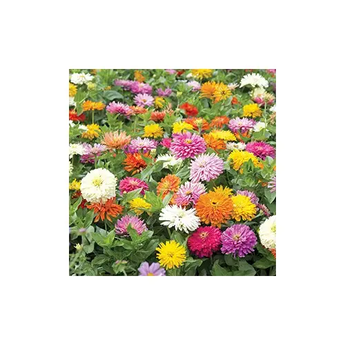 Nedsatt pris Zinnia, Takii´s Choice