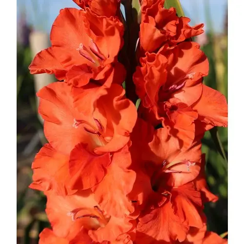 Gladiol, fjärils-, Flaming Sunset Kundfavorit