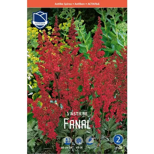 Astilbe, Fanal Fri frakt