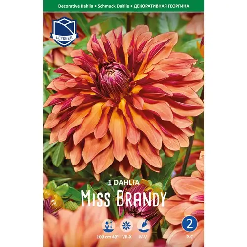 Dahlia, Miss Brandy Extra rabatt