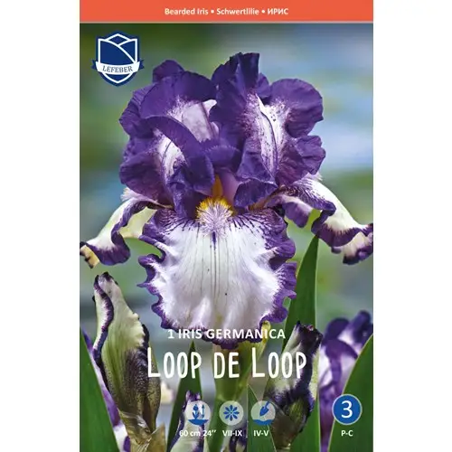 Iris Germanica, Loop the Loop Lägg i varukorgen