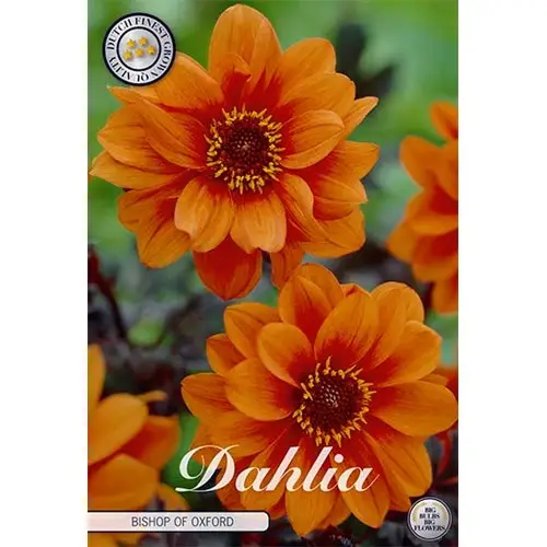 Dahlia, Bishop of Oxford Sista chansen