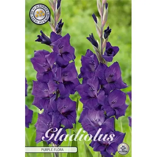 Fynd Gladiol, Purple flora