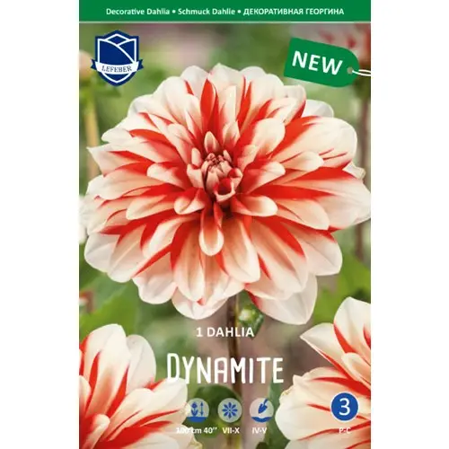 Dahlia, Dynamite Populärt val