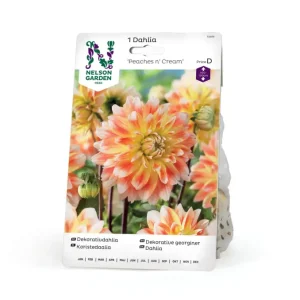 Beställ nu Dahlia Hög dek Peaches n' Cream 1st