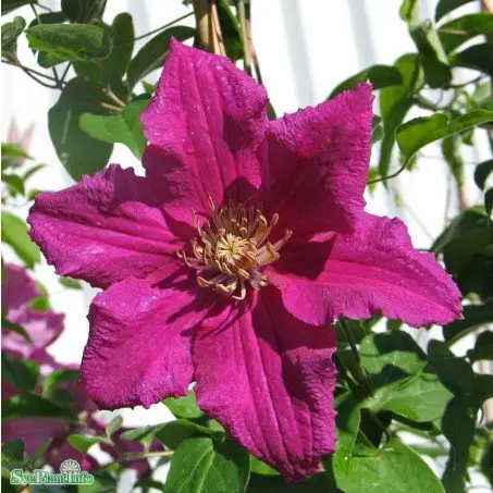 Klematis 'Ernest Markham' 3-pack Billigare