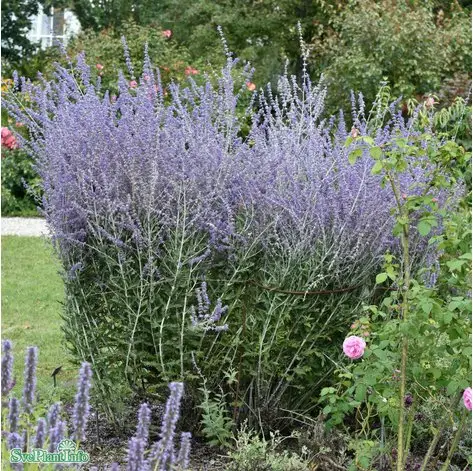 Perovskia 'Blue Spire' co 3-pack Endast denna vecka