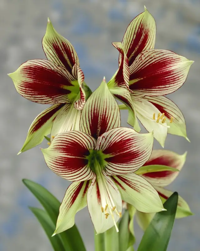 Bästa pris Amaryllis Papilio 24/26