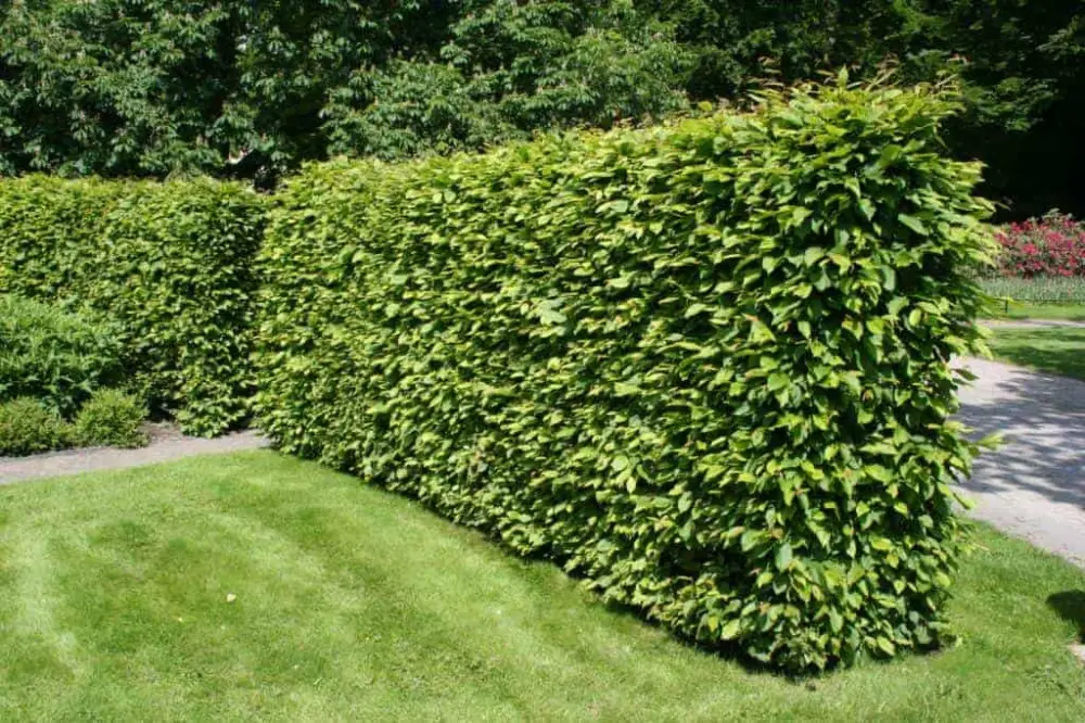 Köp nu Carpinus betulus