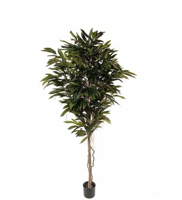 Begränsat antal Konstväxt Longifolia