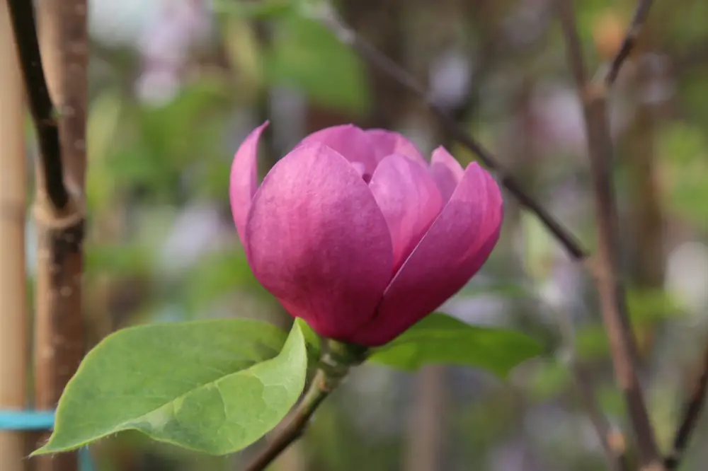 Rabatt Magnolia BLACK TULIP