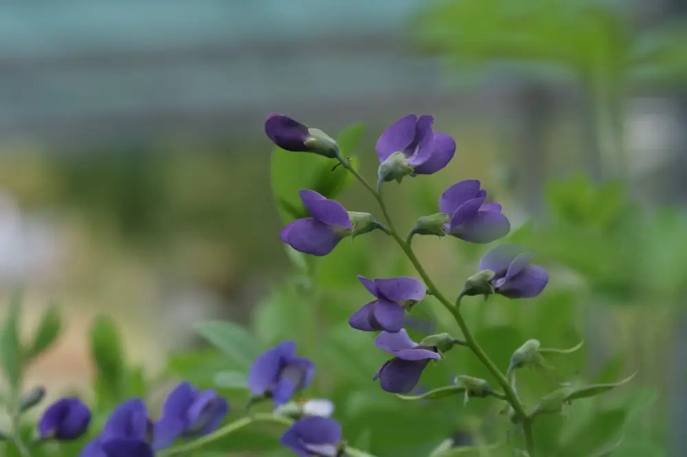 Baptisia australis Populär