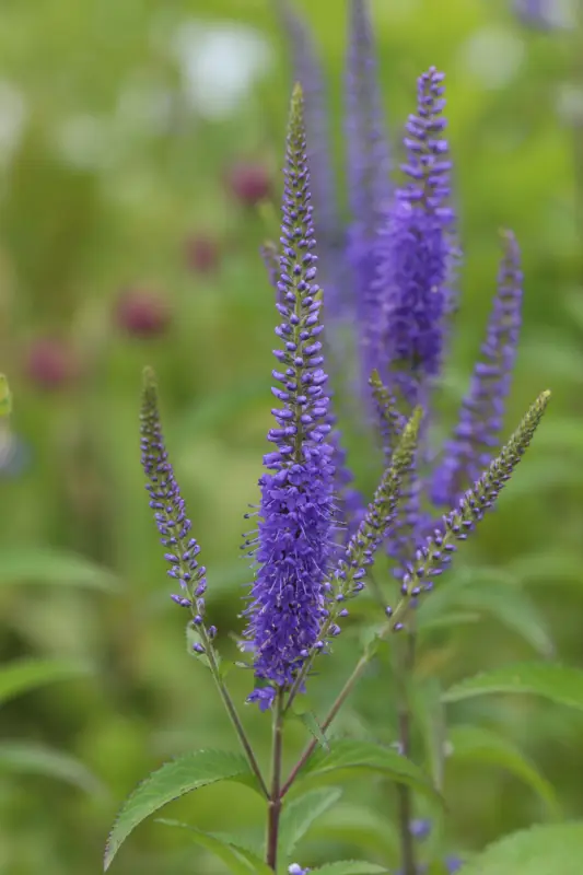 Fri frakt Veronica longifolia ’Blauriesin’
