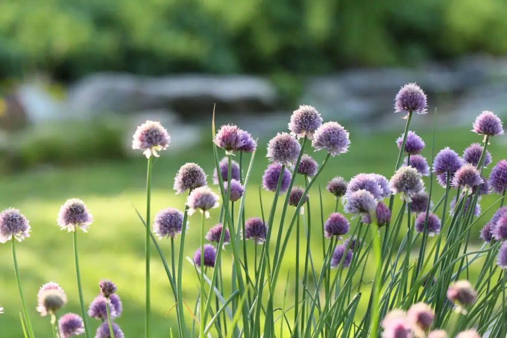 Allium schoenoprasum Endast idag