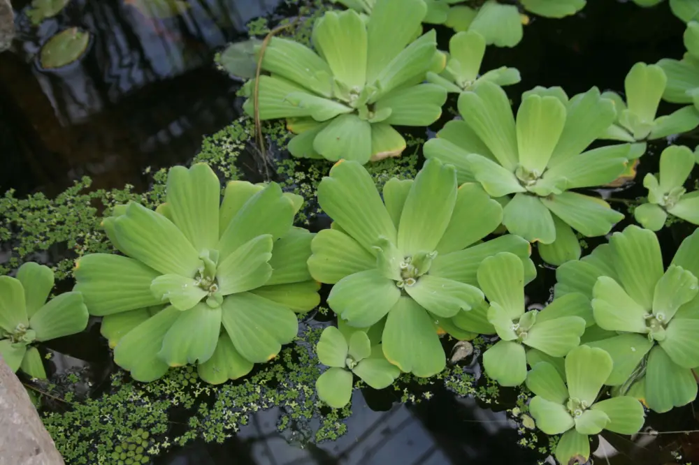 Rabatter Pistia stratiotes