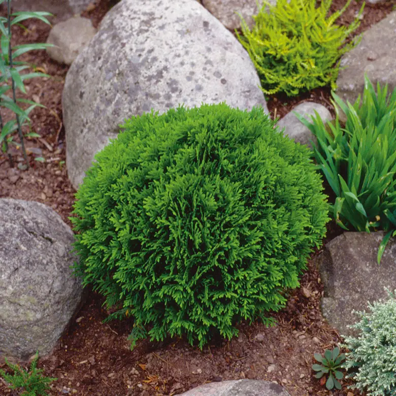 Sänkt pris Thuja occidentalis ’Danica’
