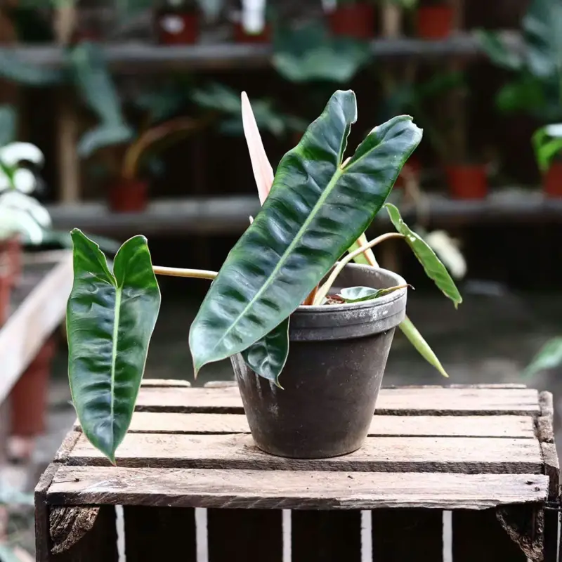 Kundfavorit Philodendron billietiae