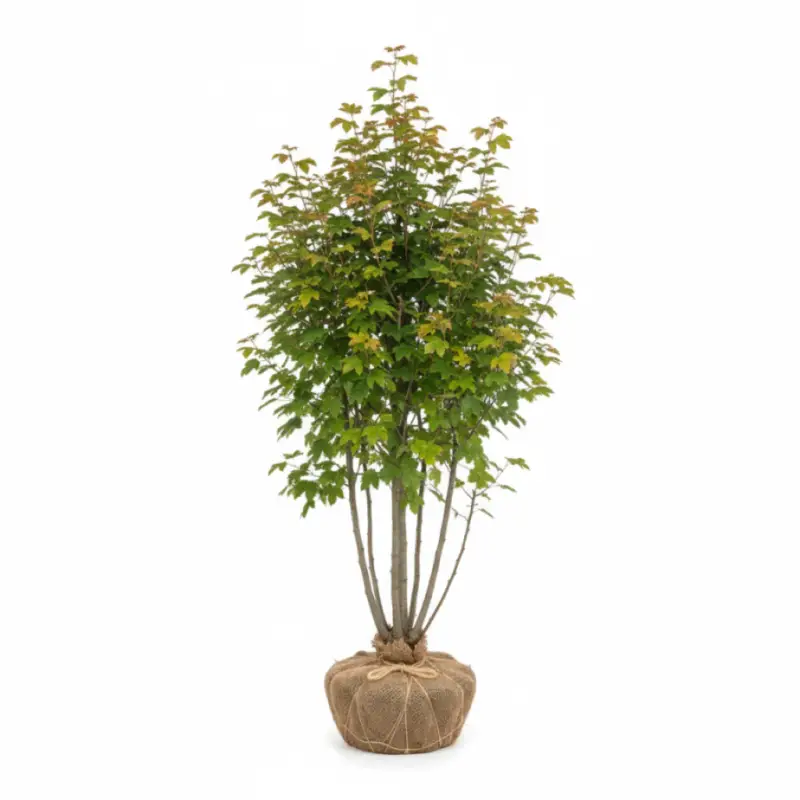 Fältlönn – Acer campestre - 80-100 CM RB Kampanj