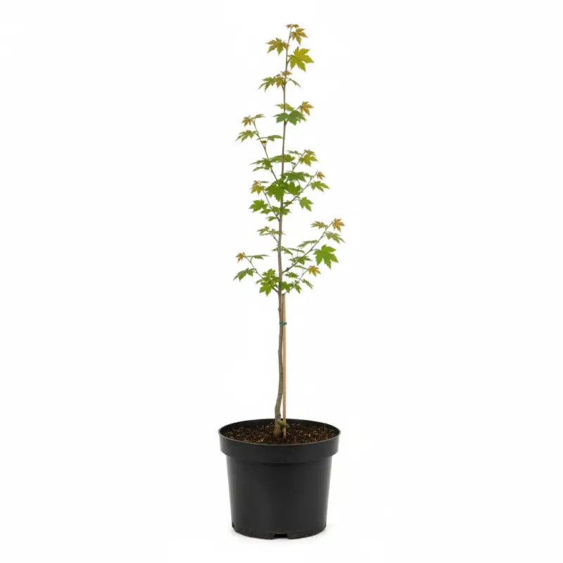 Fältlönn – Acer campestre - C3 40-60 CM Köp nu