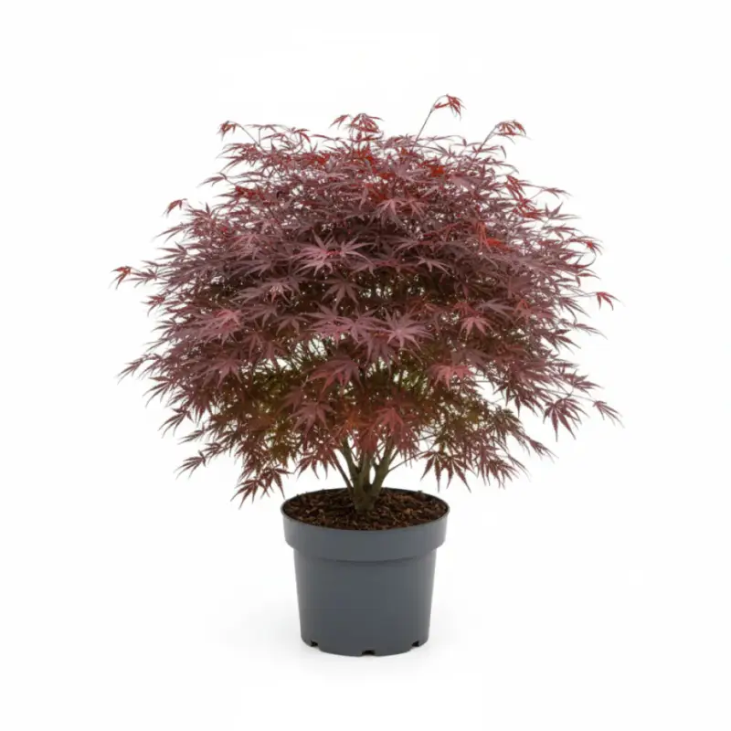 Kampanj Japansk lönn – Acer pal. 'Atropurpureum' - C5 60-80 CM