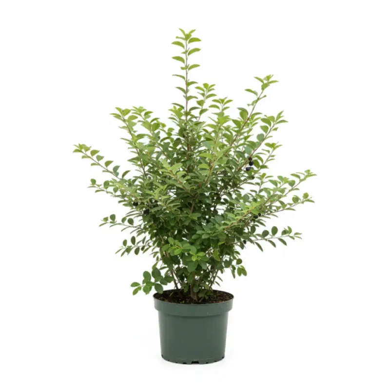 Brakved – Rhamnus cathartica - C7.5 80-100 CM Bästa pris
