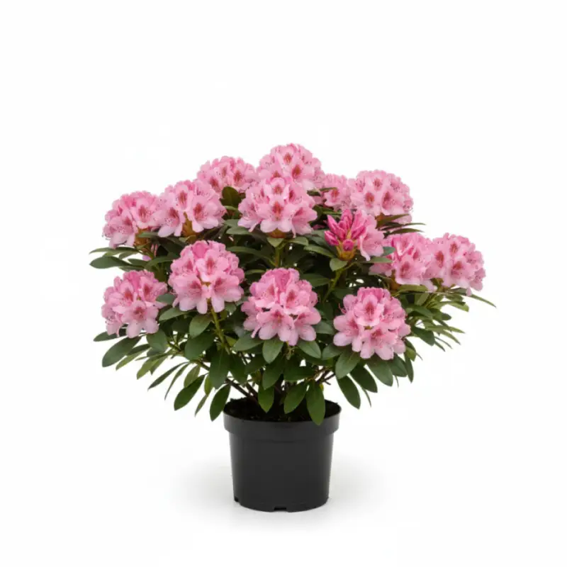 Rhododendron – Rhododendron 'English Roseum' - C5 30-40 CM Kampanj