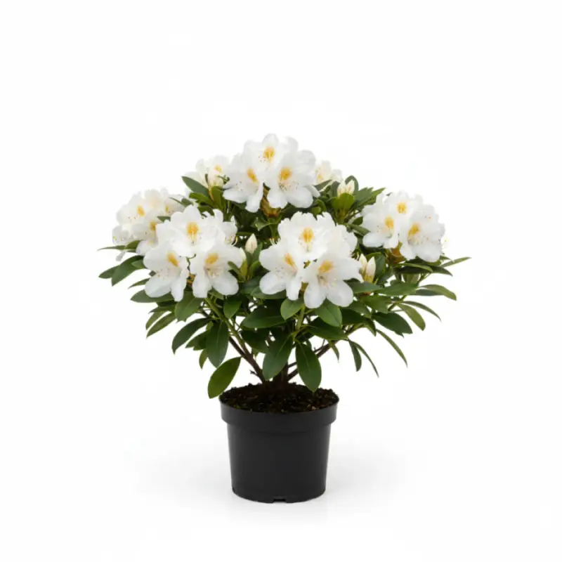 Rhododendron – Rhododendron 'Madame Masson' - C5 30-40 CM Reapris